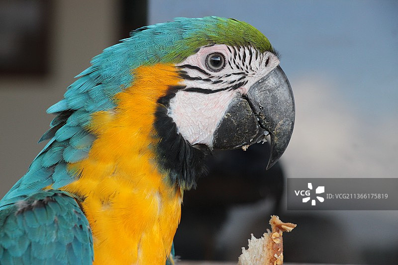 金蓝色金刚鹦鹉特写图片素材