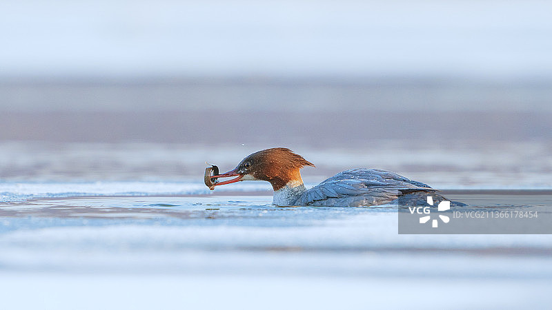 普通秋沙鸭图片素材