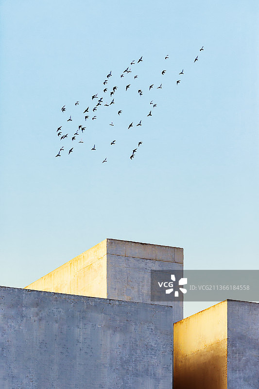 傍晚夕阳余晖下的屋顶之上，天空中一群飞翔的鸽子图片素材