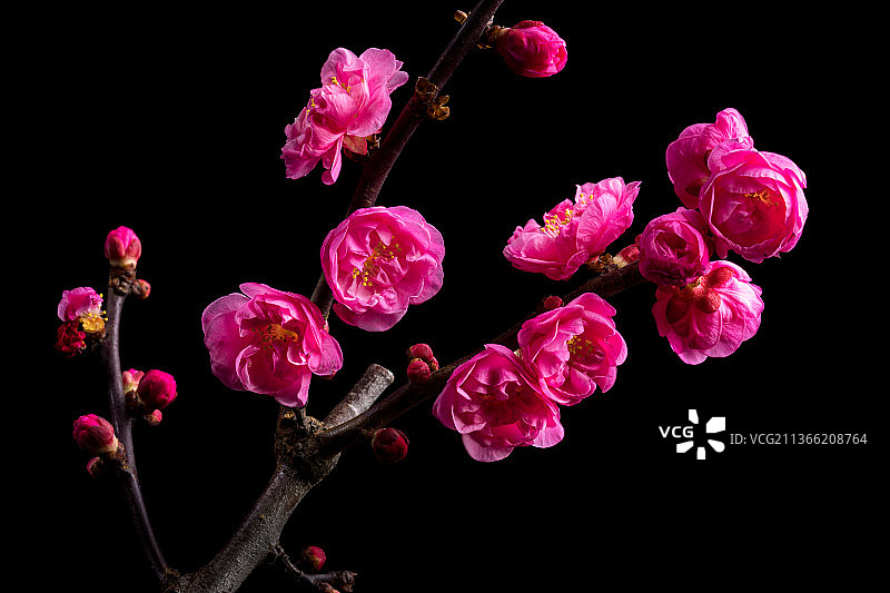 盛开的梅花图片素材