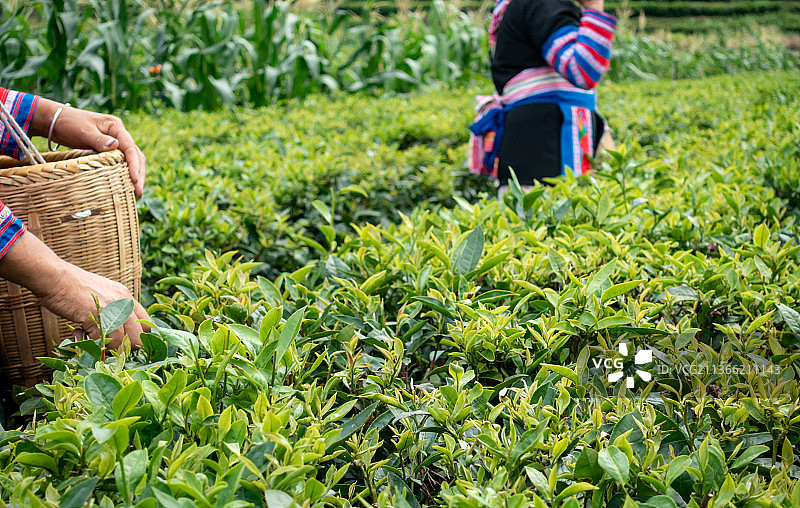 茶园采茶图片素材