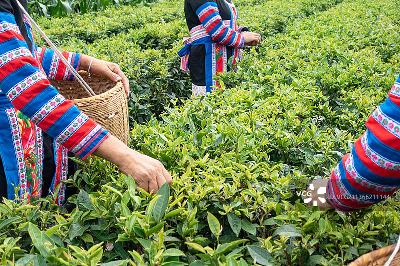 茶园采茶图片素材
