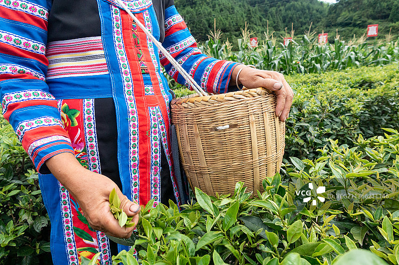 茶园采茶图片素材