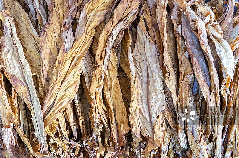 香烟烟叶原材料图片素材