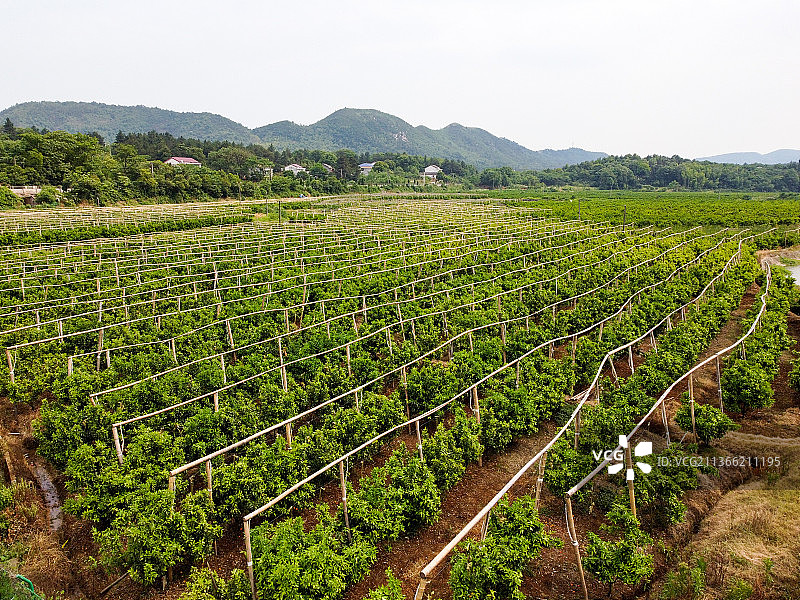 航拍乡村橘子园图片素材
