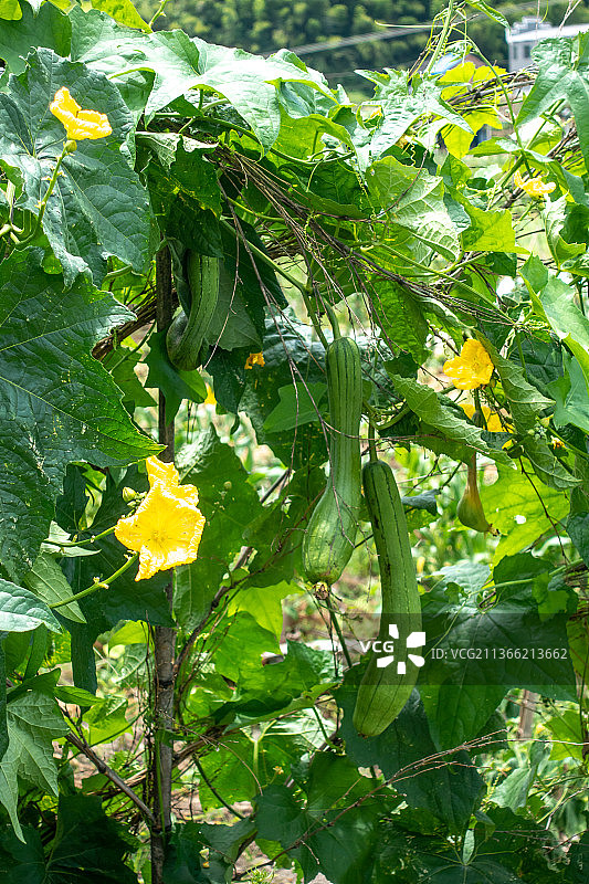 湖南乡村菜园种植的丝瓜图片素材