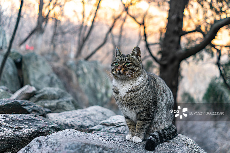 中国山东省泰安市著名旅游景点泰山风景区里的野猫图片素材