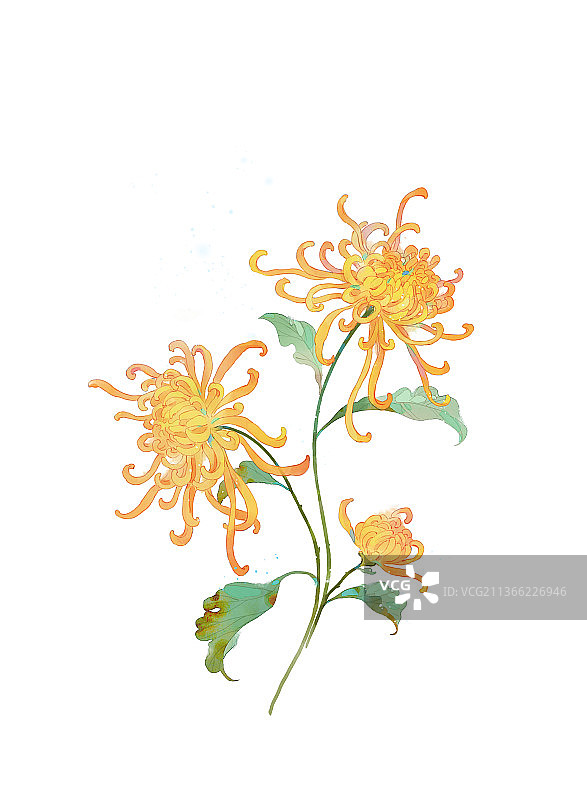 菊花插画图片素材