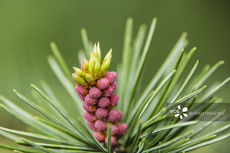 春天的嫩松果图片素材
