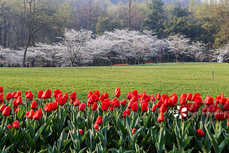 杭州太子湾公园春色图片素材