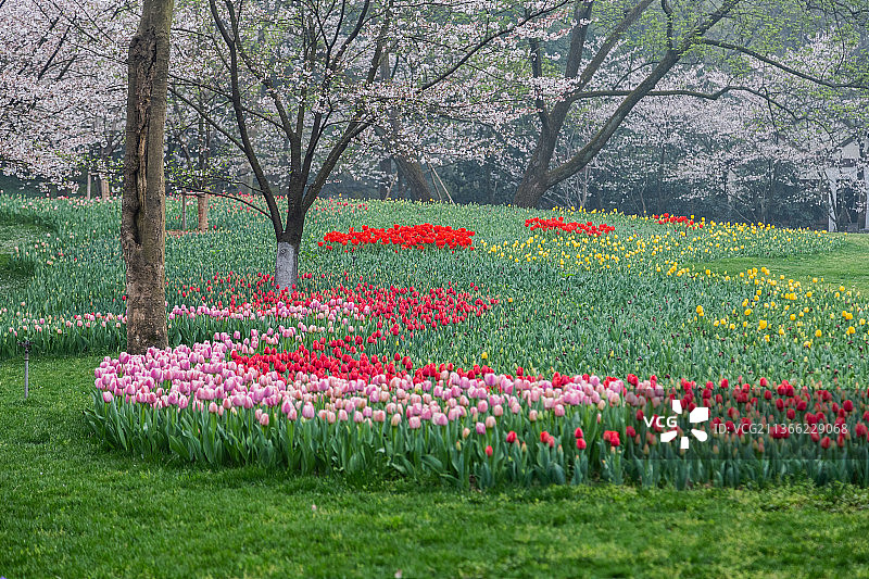 杭州太子湾公园春色图片素材