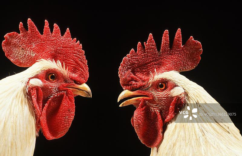 家养公鸡动物肖像图片素材