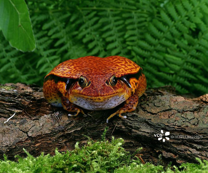 番茄蛙（Dyscophus antongilii）图片素材