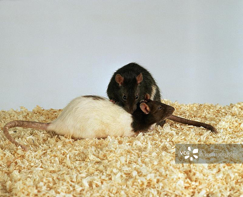 互相梳理毛发的彩色老鼠图片素材