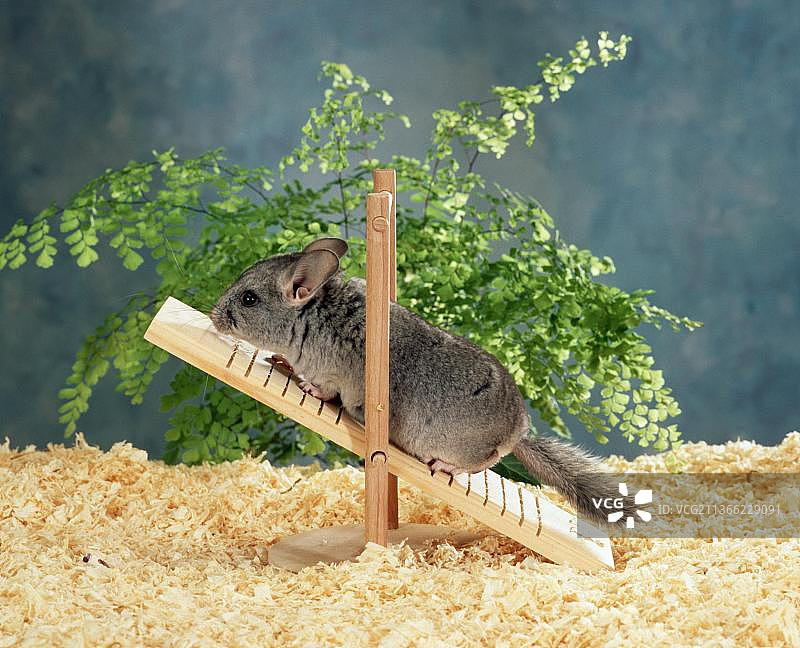 在跷跷板上的小长尾龙猫图片素材