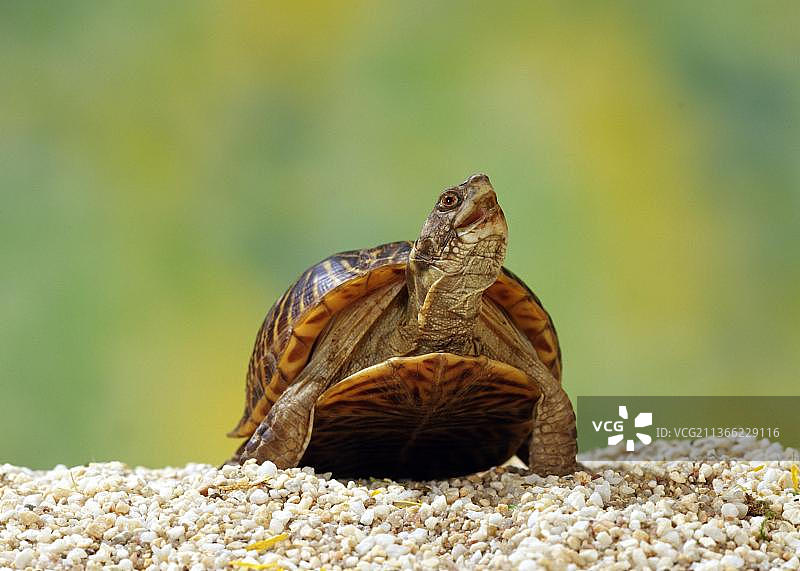 彩绘箱龟图片素材