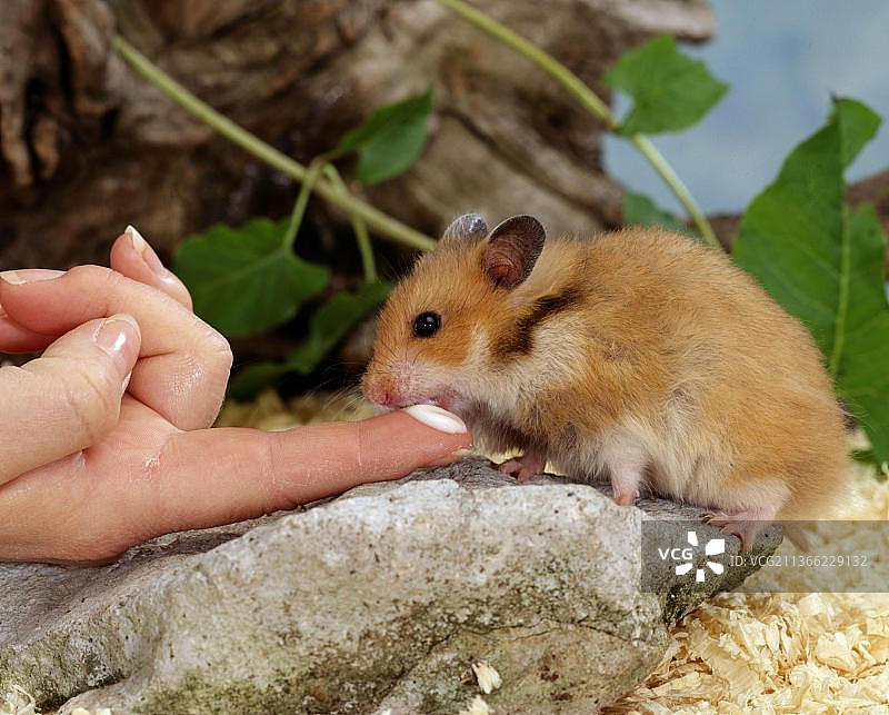 金仓鼠舔手指上的酸奶图片素材