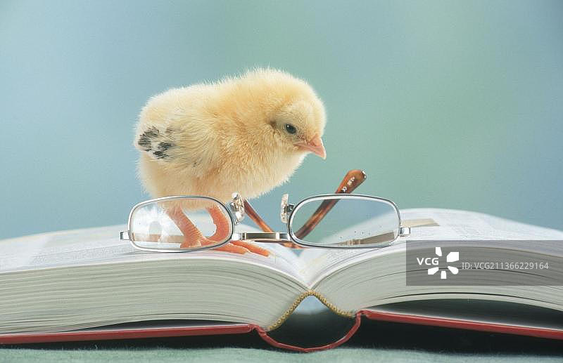 打开的书本上的鸡舍与眼镜，家鸡图片素材