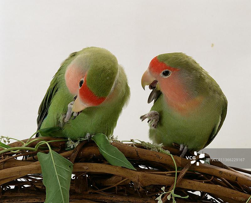 一对桃脸鹦鹉图片素材