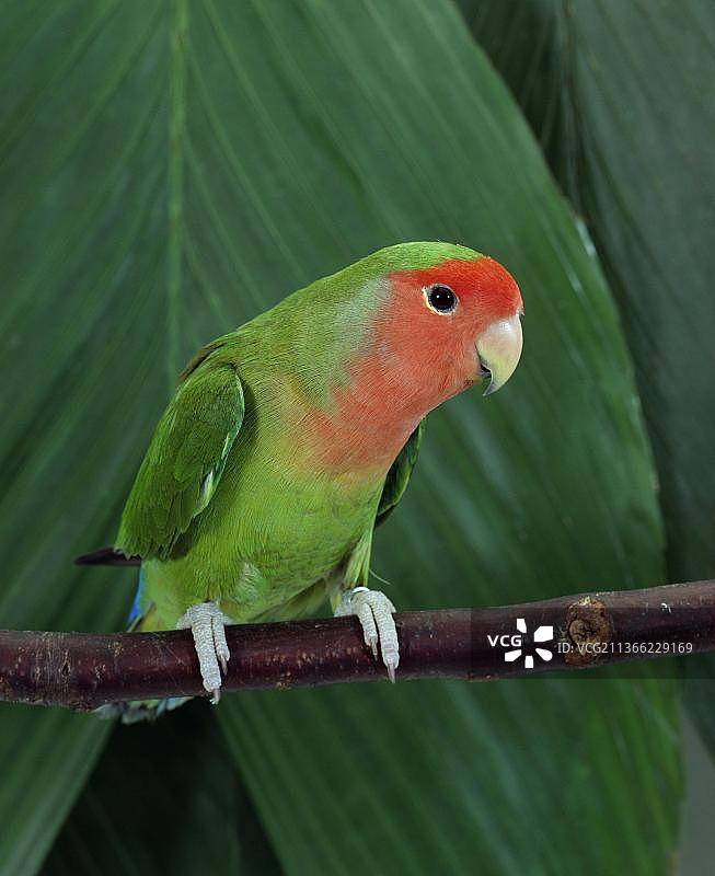 桃脸情侣鹦鹉图片素材