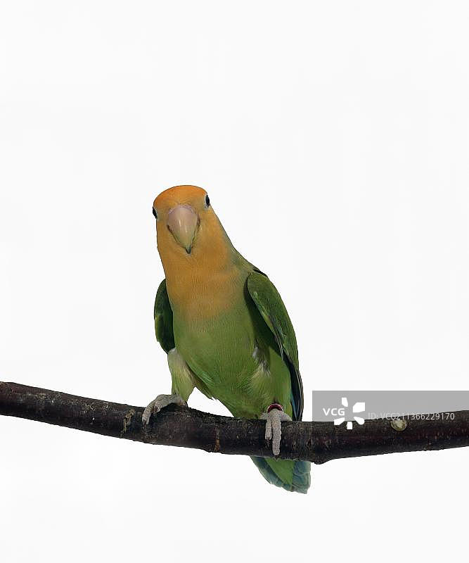 桃脸情侣鹦鹉图片素材