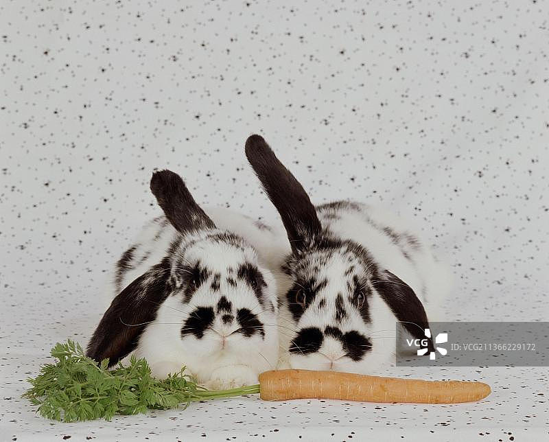 有胡萝卜的软耳兔图片素材