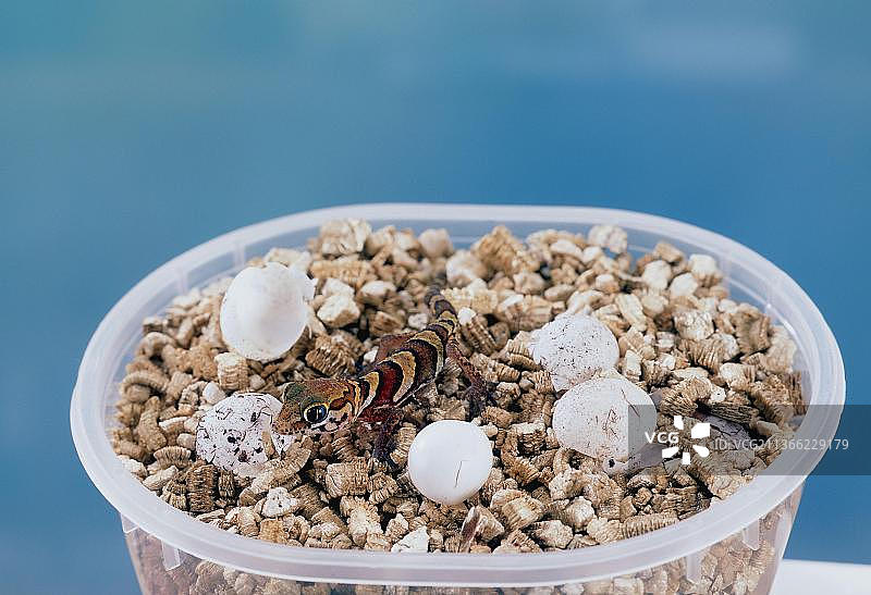 新孵化的马达加斯加地壁虎和卵图片素材