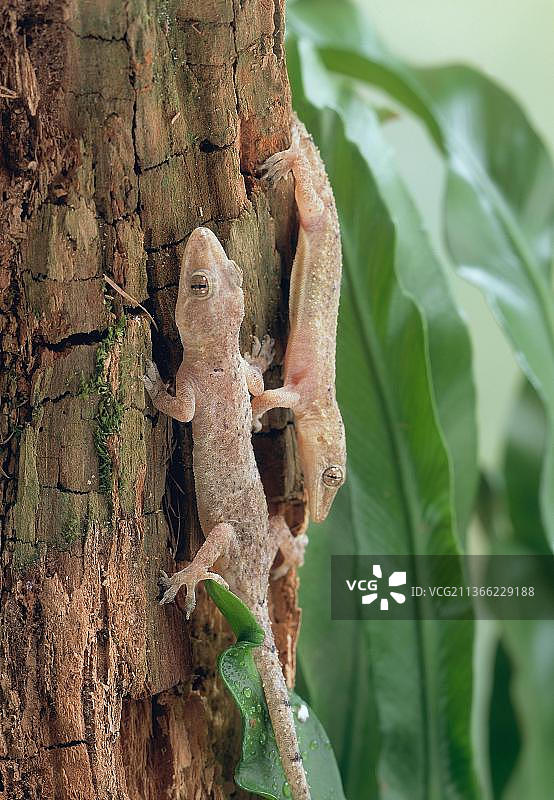 common house gecko (Hemidactylus frenatus)图片素材
