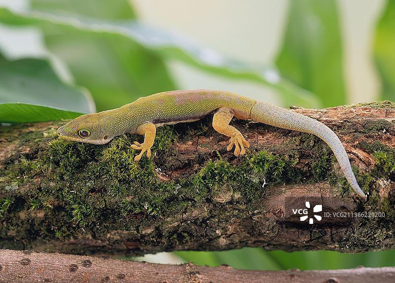 条纹日间壁虎图片素材