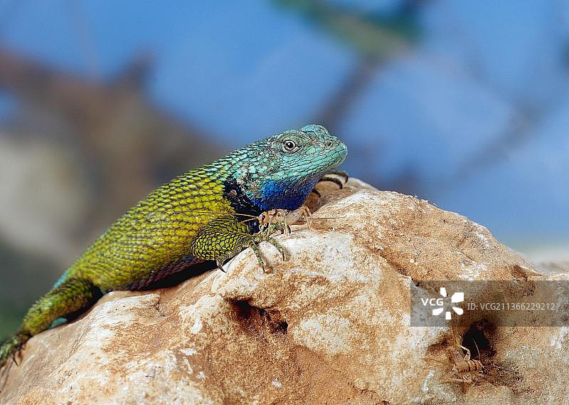 绿宝石蜥蜴图片素材