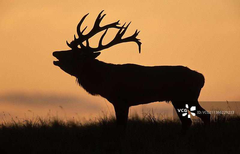 赤鹿（Cervus elaphus），雄性，侧面图片素材