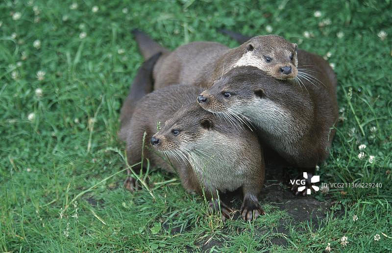 欧洲水獭图片素材