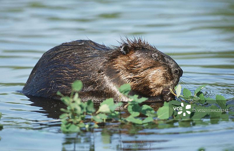 海狸（河狸纤维）图片素材