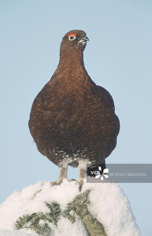 冬季的柳雷鸟，英国图片素材
