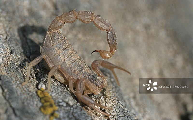 葡萄牙特茹国家公园的蝎子图片素材