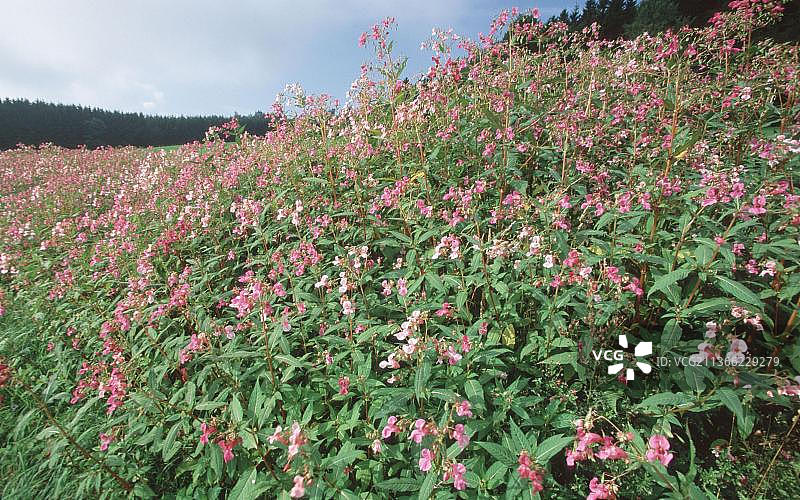 喜马拉雅凤仙花，德国下萨克森州图片素材