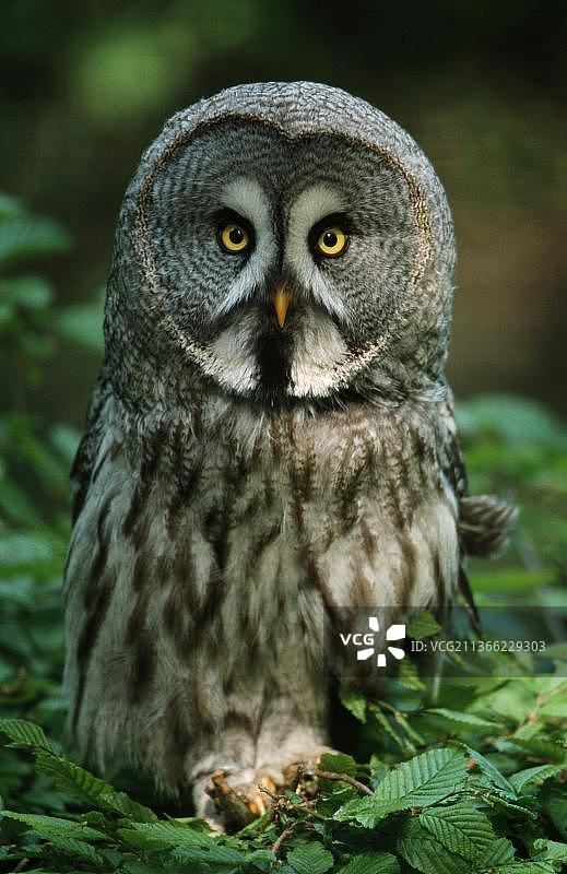 大灰猫头鹰图片素材