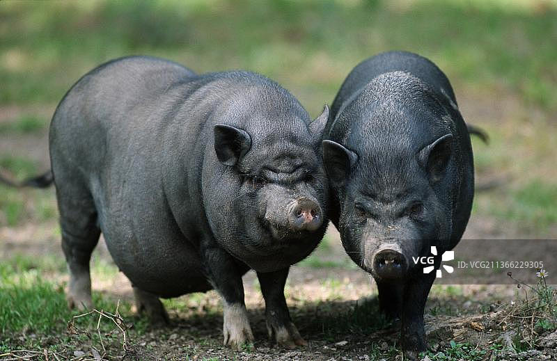 越南大肚猪图片素材