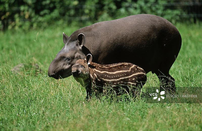 低地貘（Tapirus terrestris），雌性与幼崽图片素材