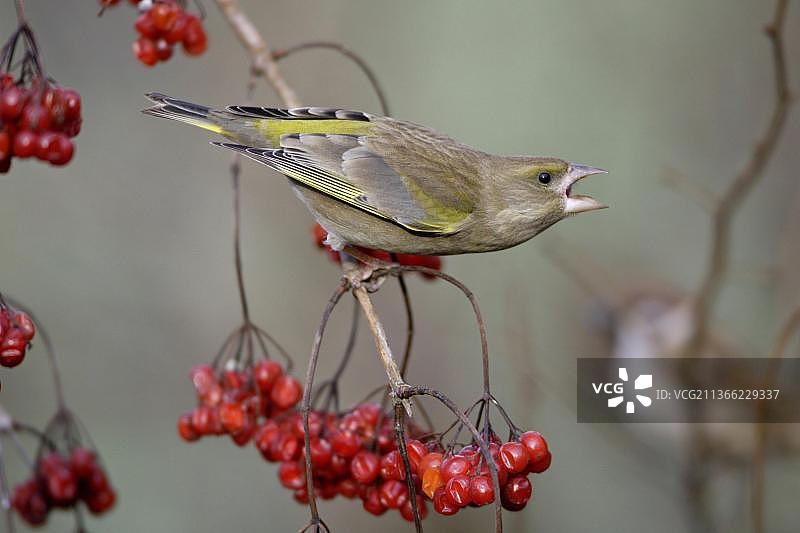 绿雀与荚蒾果图片素材