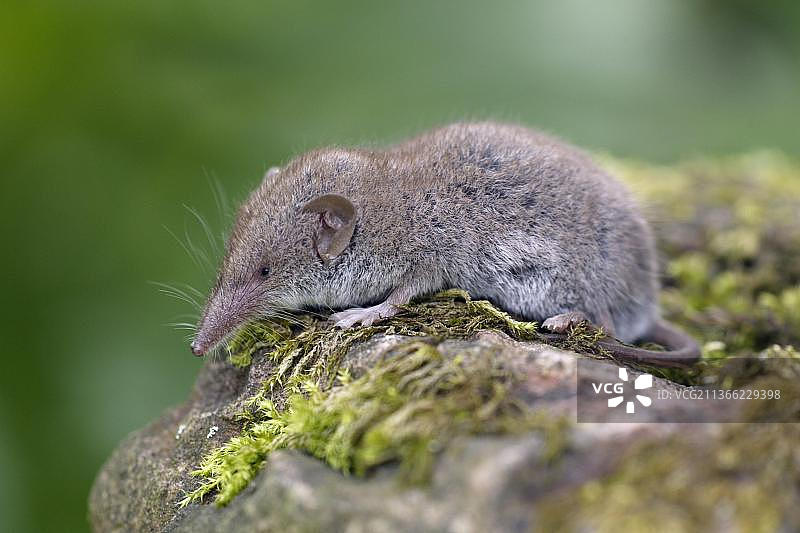 白齿鼩鼱，德国，欧洲图片素材