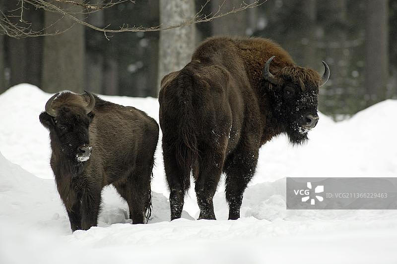 欧洲野牛公牛和小牛图片素材