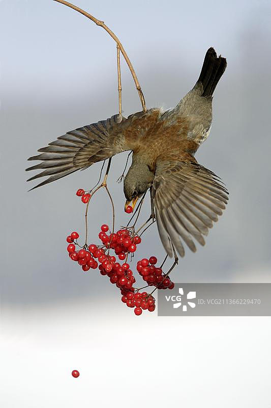 Fieldfare (Turdus pilaris) 采摘欧洲荚蒾浆果，德国下萨克森图片素材