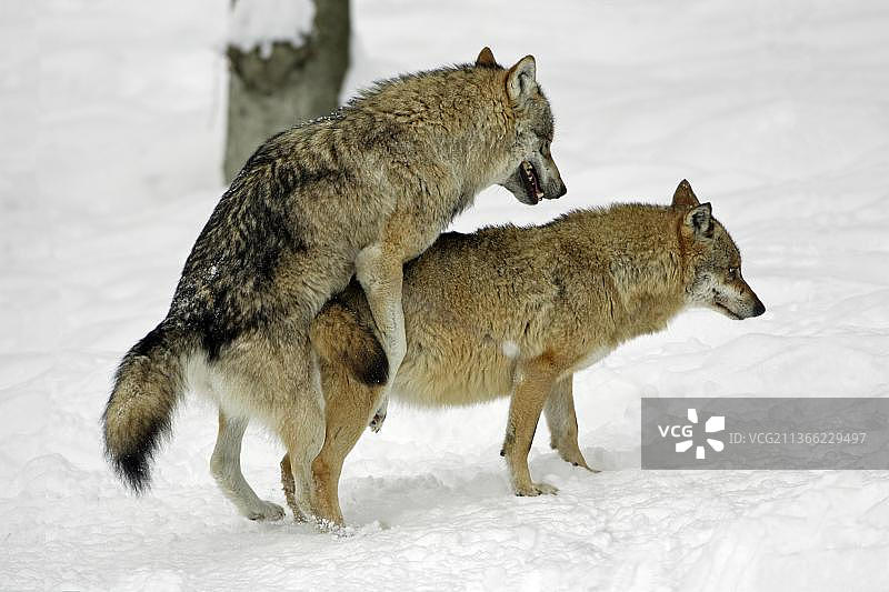 狼群交配（犬属）图片素材