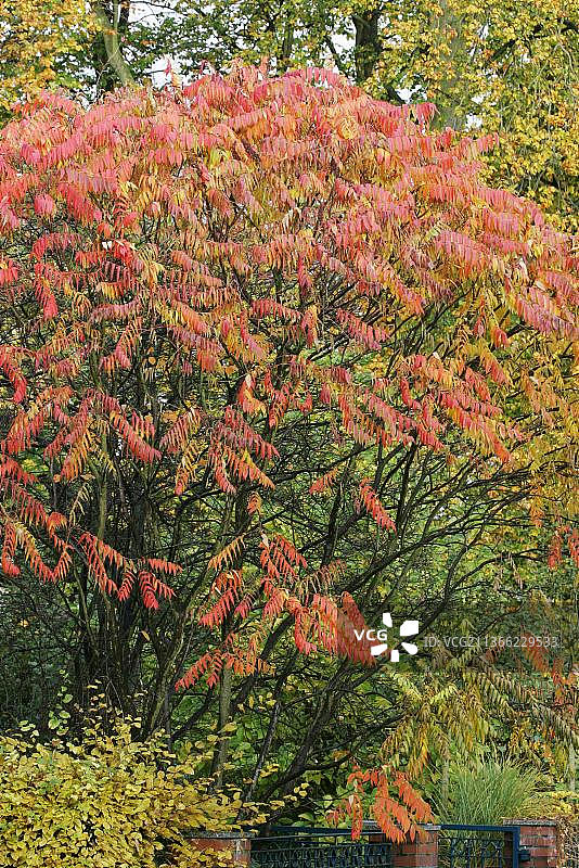 秋天的鹿角漆树图片素材
