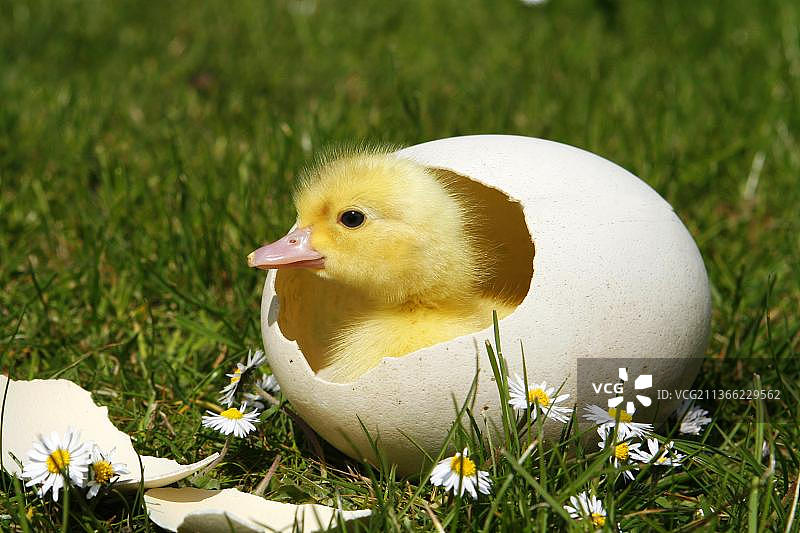 家鸭，蛋中的小鸭图片素材