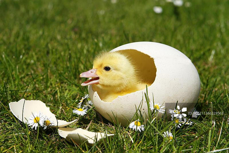 家鸭，蛋中的小鸭图片素材