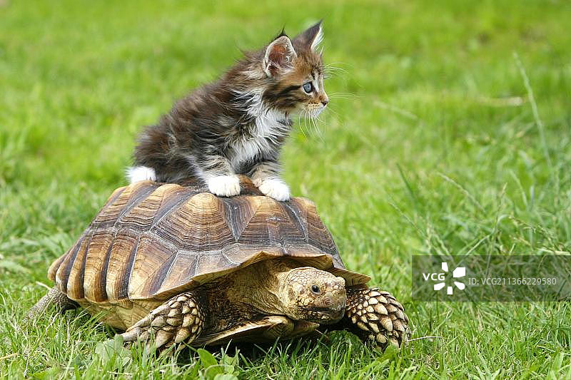 缅因猫、小猫和苏卡达陆龟图片素材