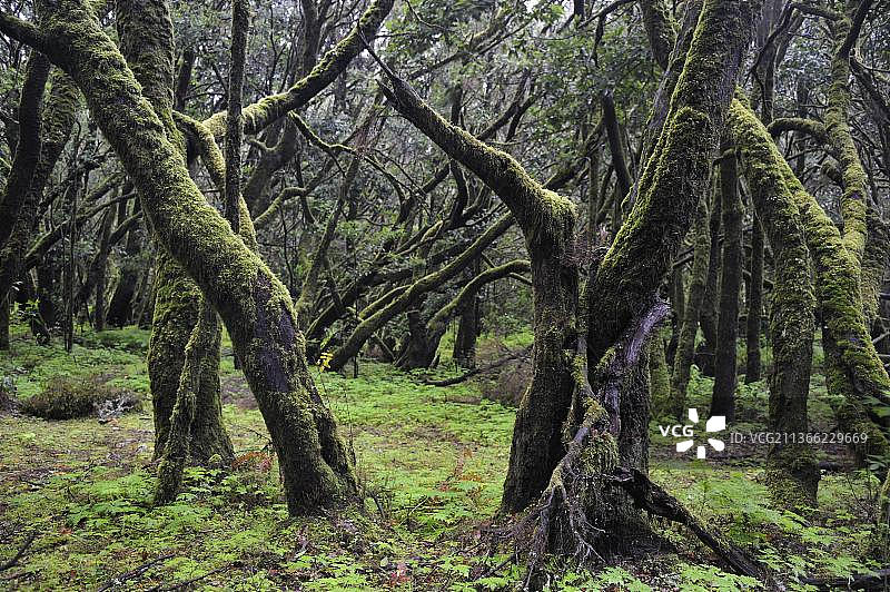 西班牙戈梅拉岛加拉霍奈国家公园森林图片素材