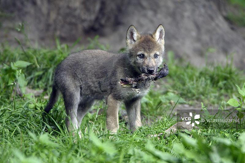 狼崽与猎物（灰狼）图片素材
